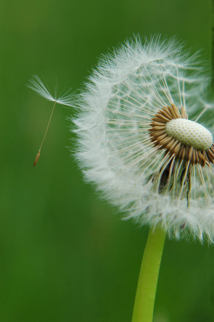 Pusteblume