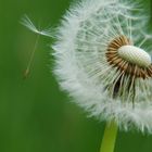 Pusteblume