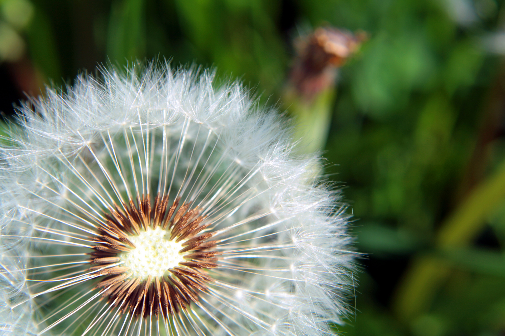 Pusteblume