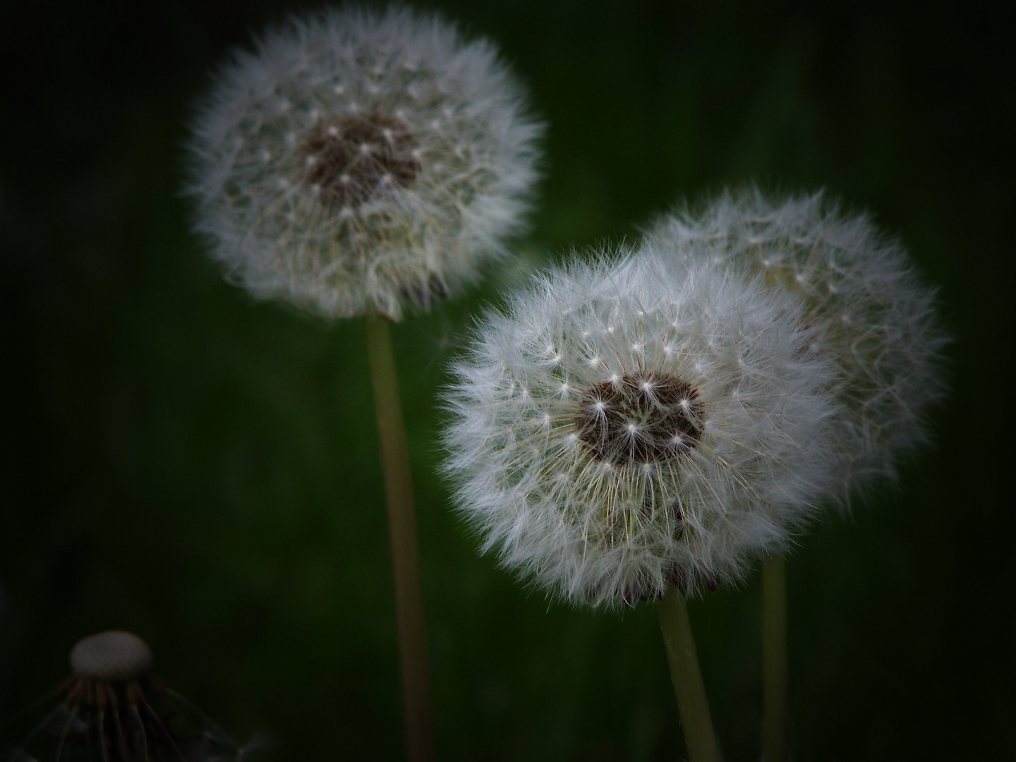 pusteblume