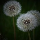 pusteblume