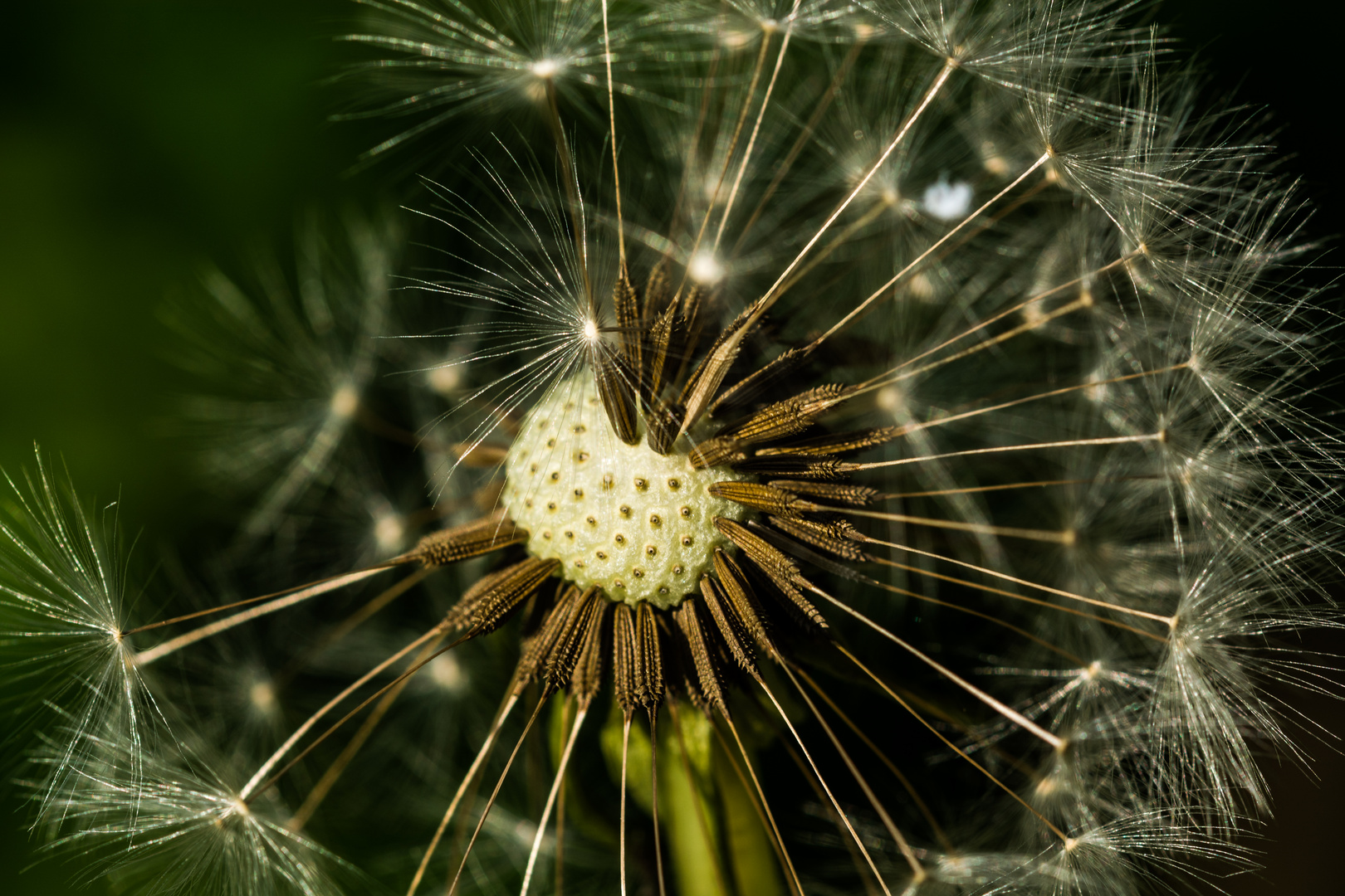 Pusteblume