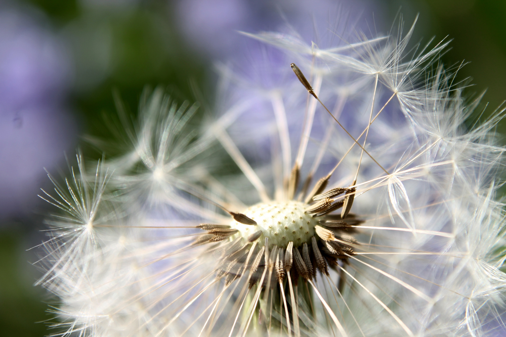 Pusteblume