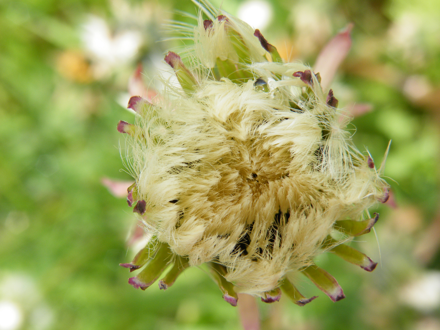 Pusteblume