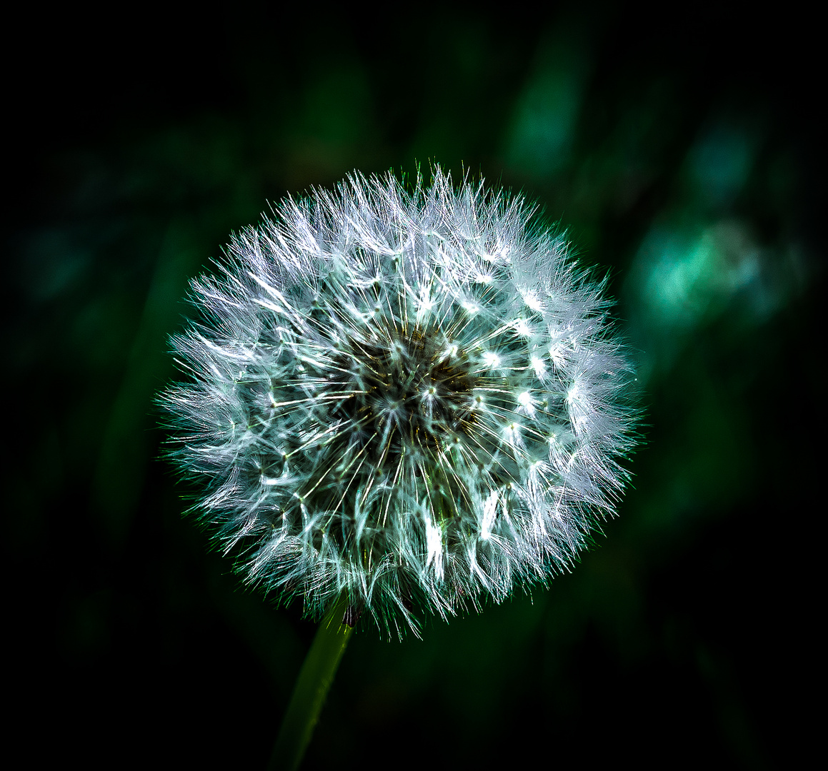 Pusteblume