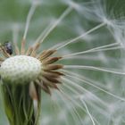 Pusteblume