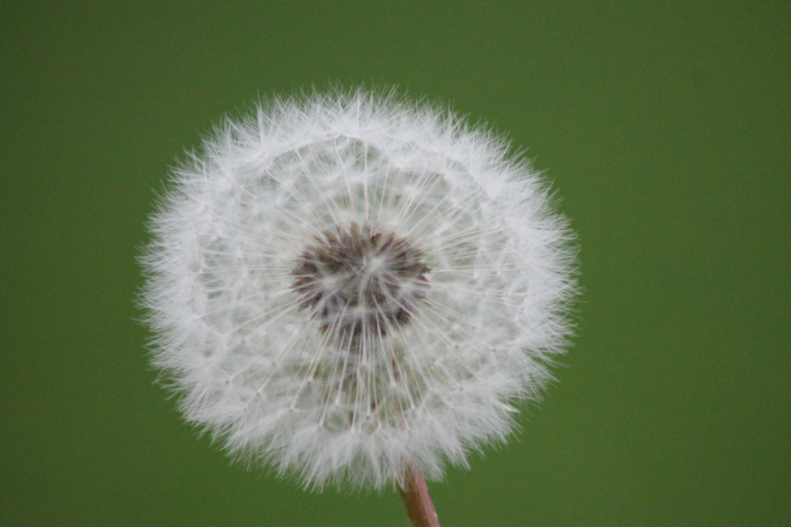 Pusteblume