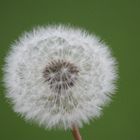 Pusteblume