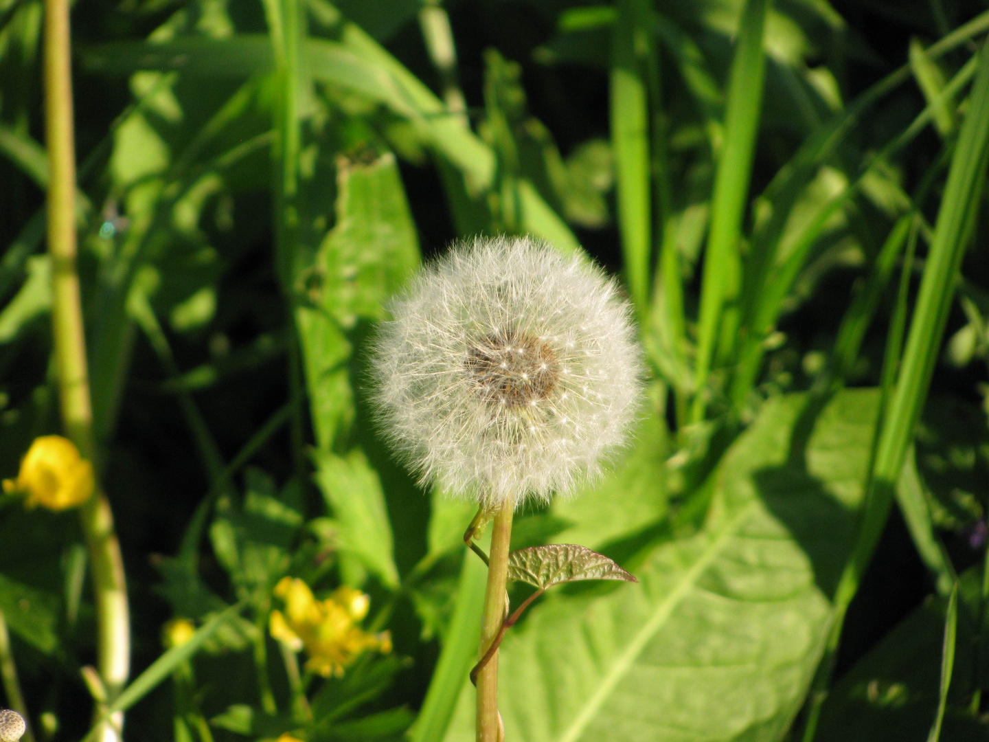 Pusteblume