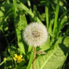 Pusteblume