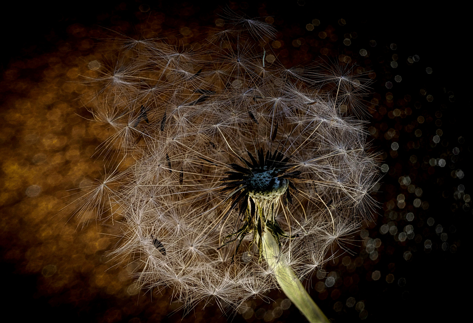 Pusteblume