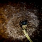 Pusteblume