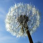 Pusteblume