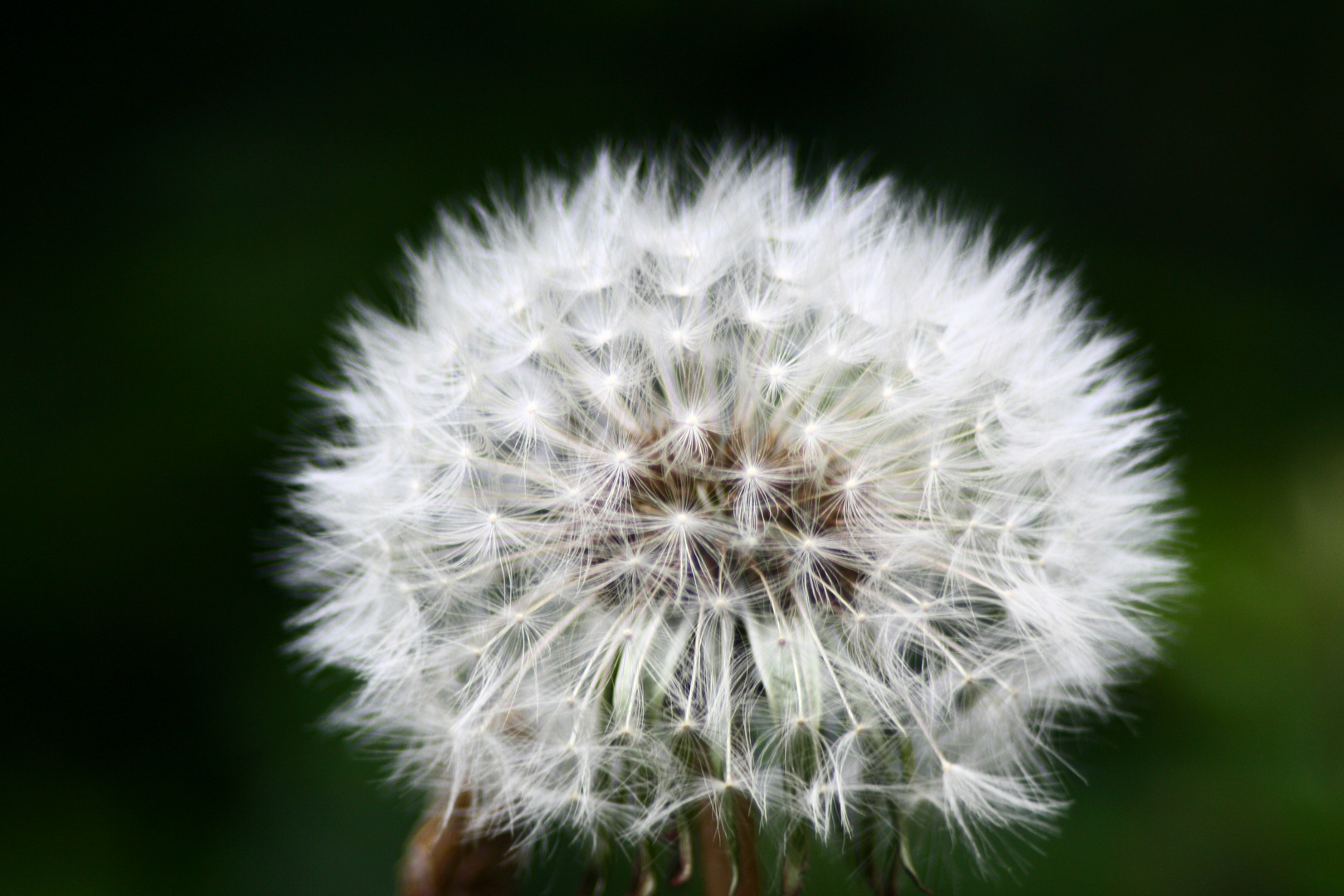 Pusteblume