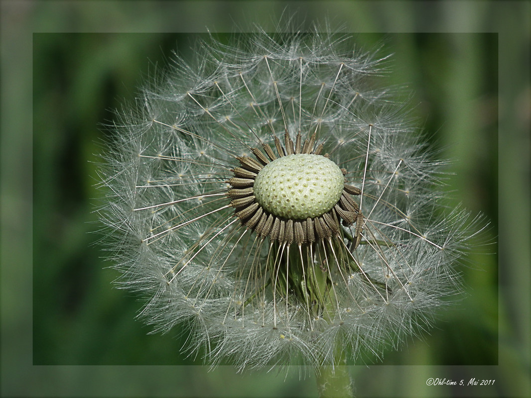 Pusteblume