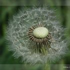 Pusteblume