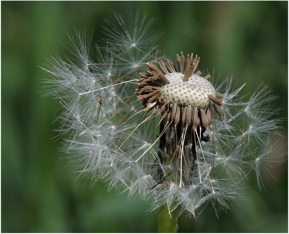 Pusteblume