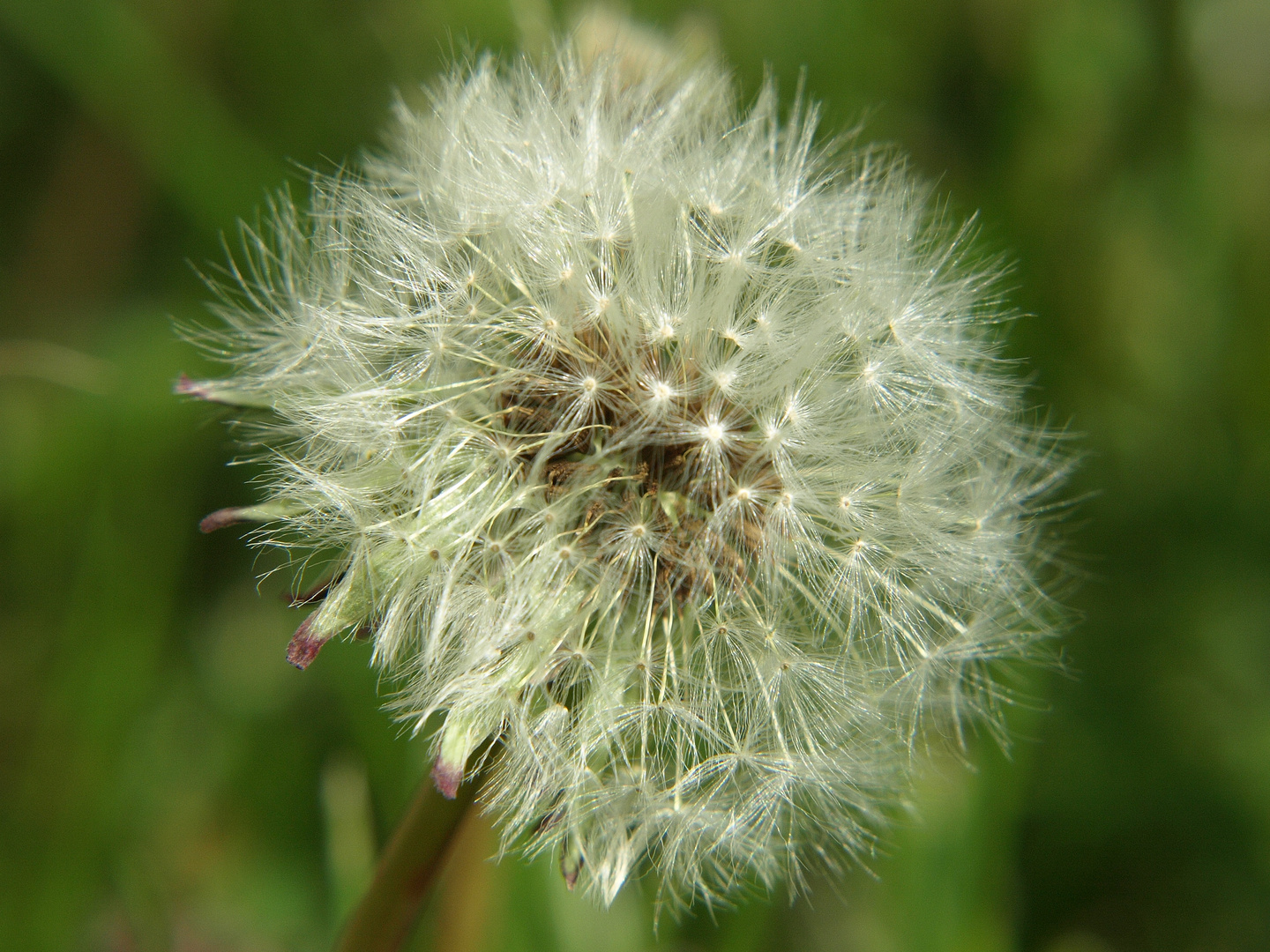 Pusteblume