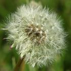 Pusteblume