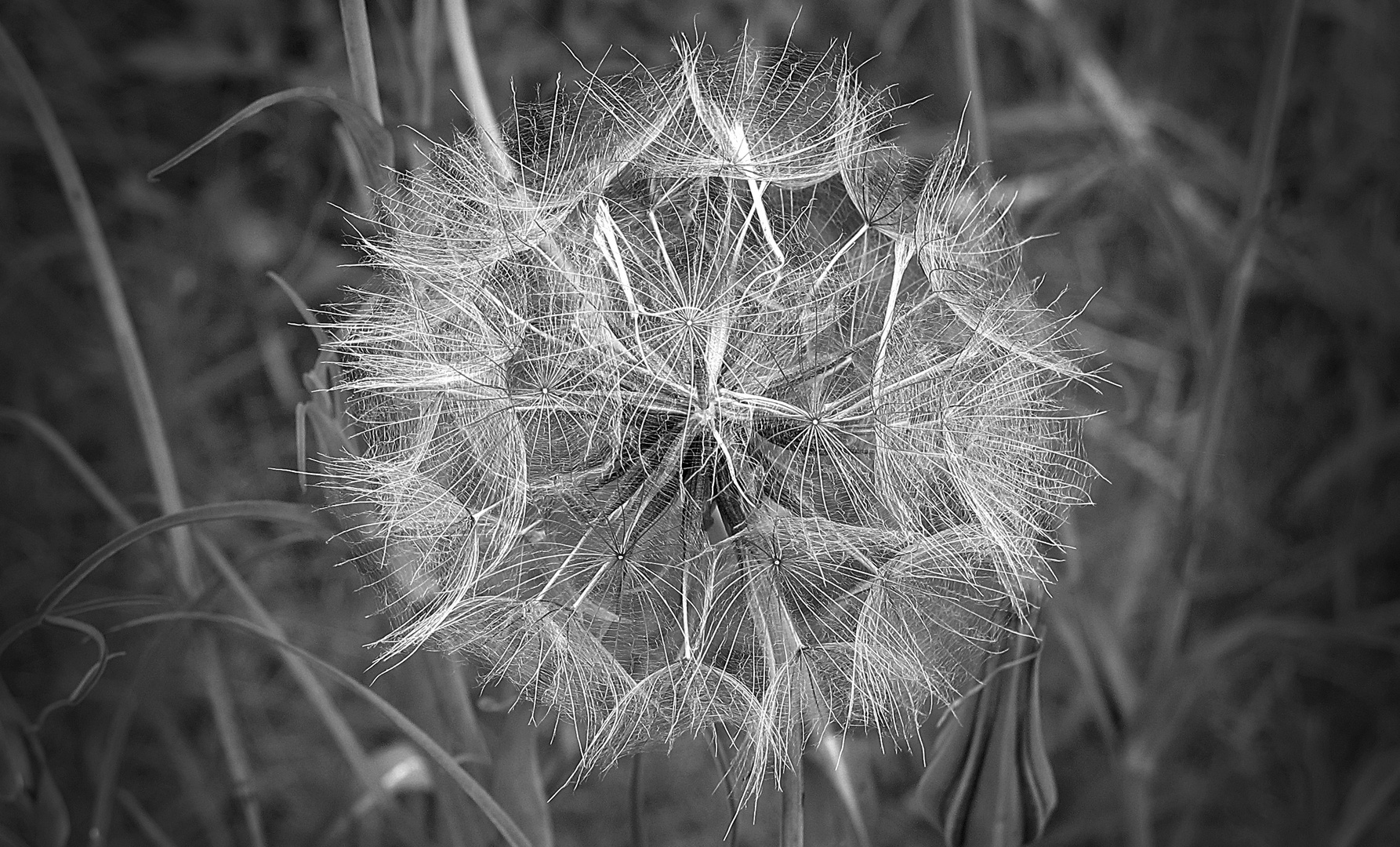 Pusteblume