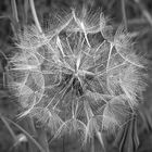 Pusteblume