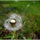 Pusteblume