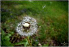 Pusteblume