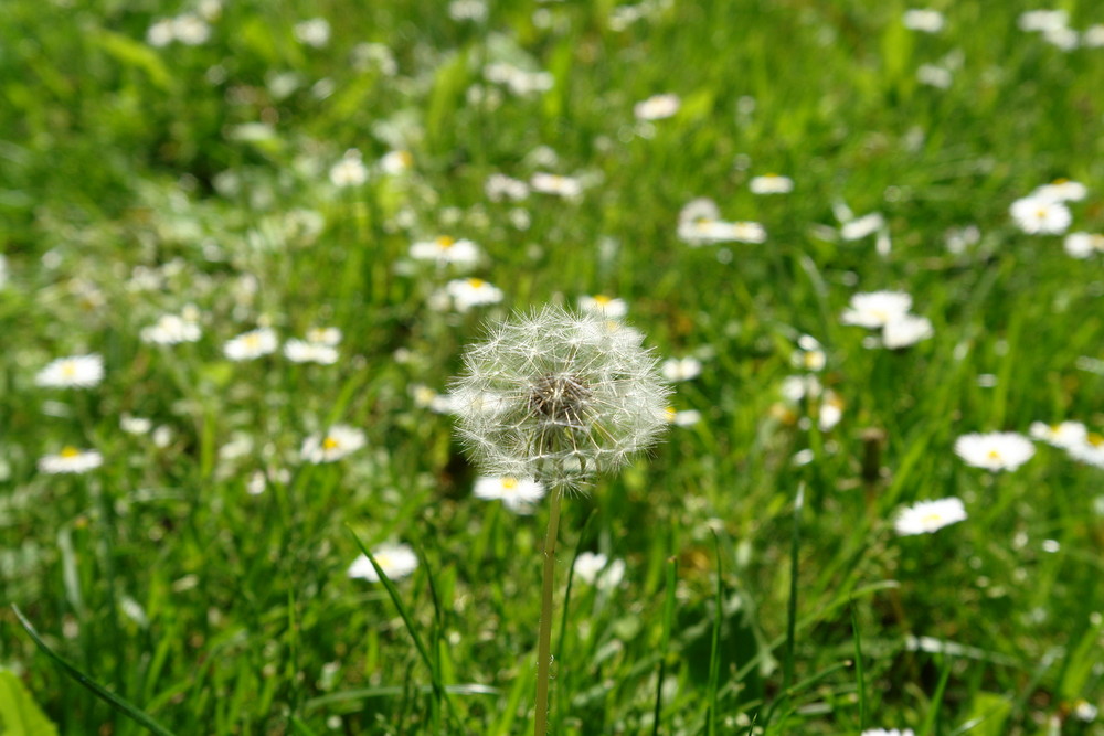 Pusteblume