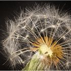 Pusteblume