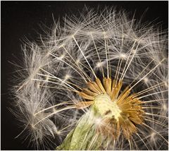 Pusteblume