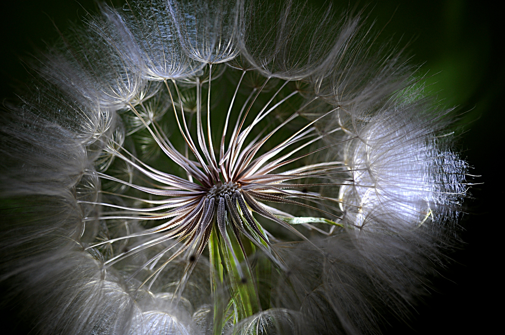 Pusteblume