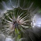 Pusteblume