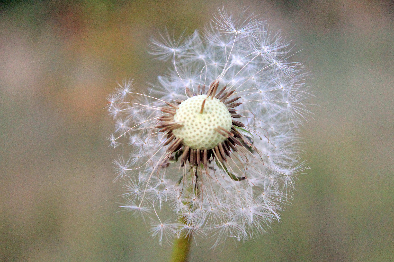 Pusteblume