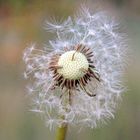 Pusteblume