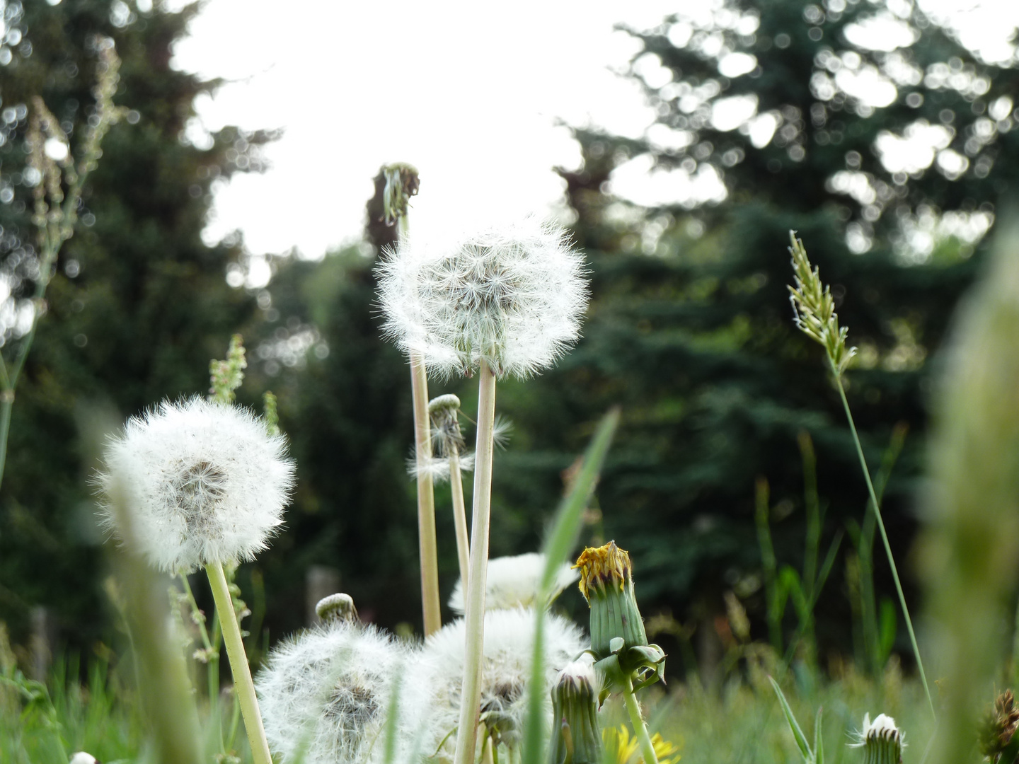 Pusteblume