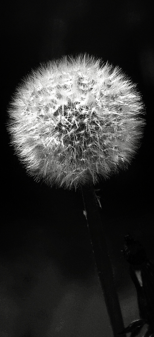 Pusteblume