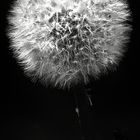 Pusteblume