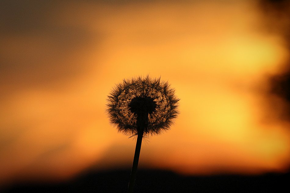 Pusteblume