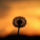 Pusteblume