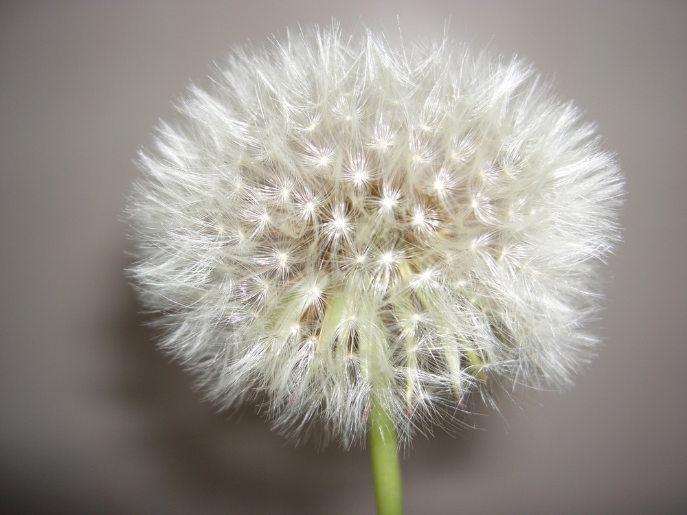 Pusteblume