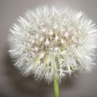 Pusteblume