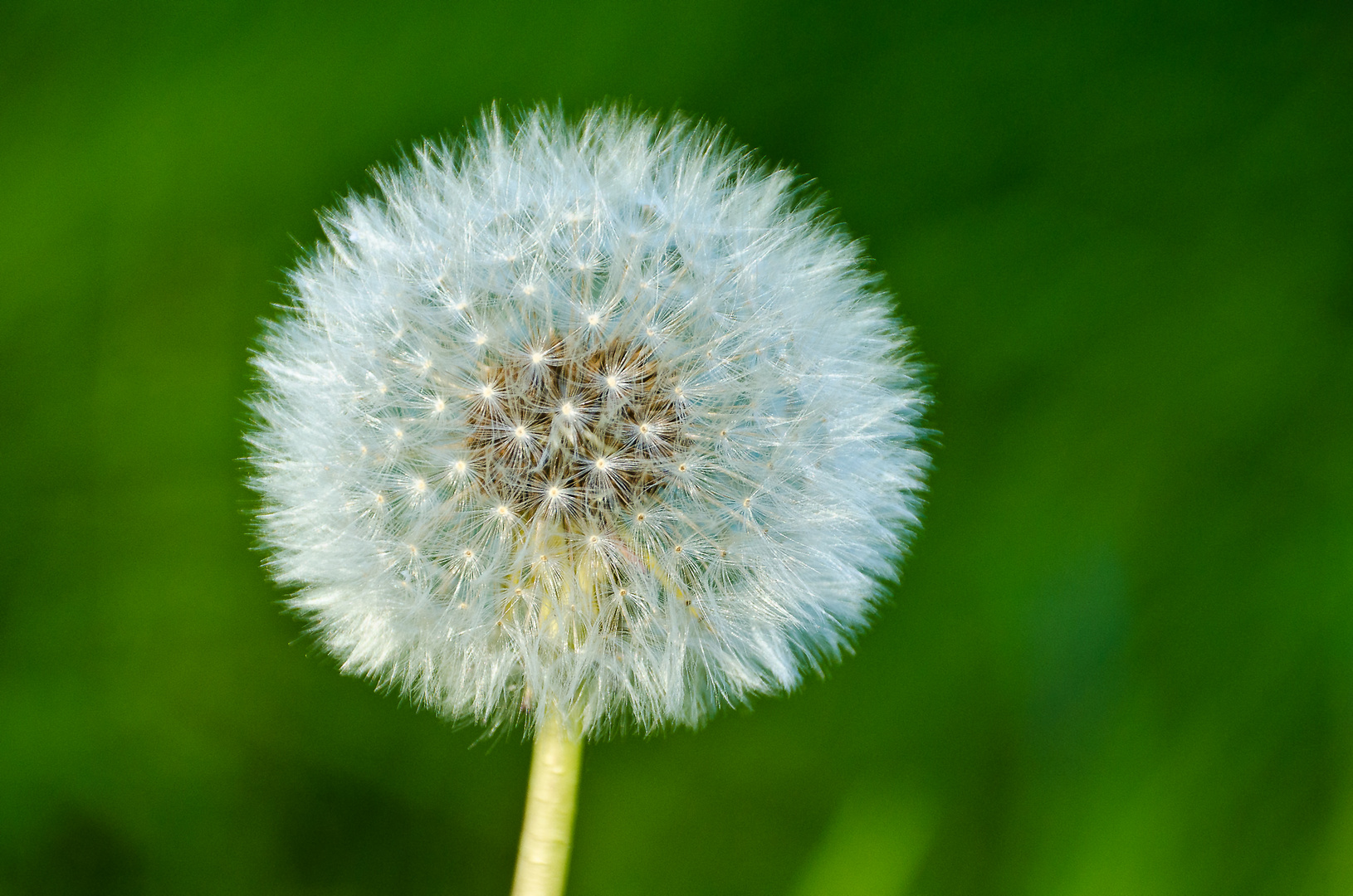 "Pusteblume"