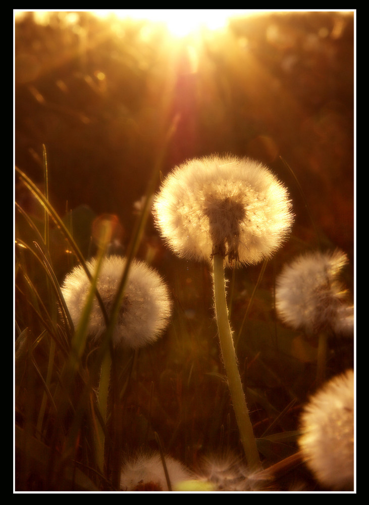 Pusteblume