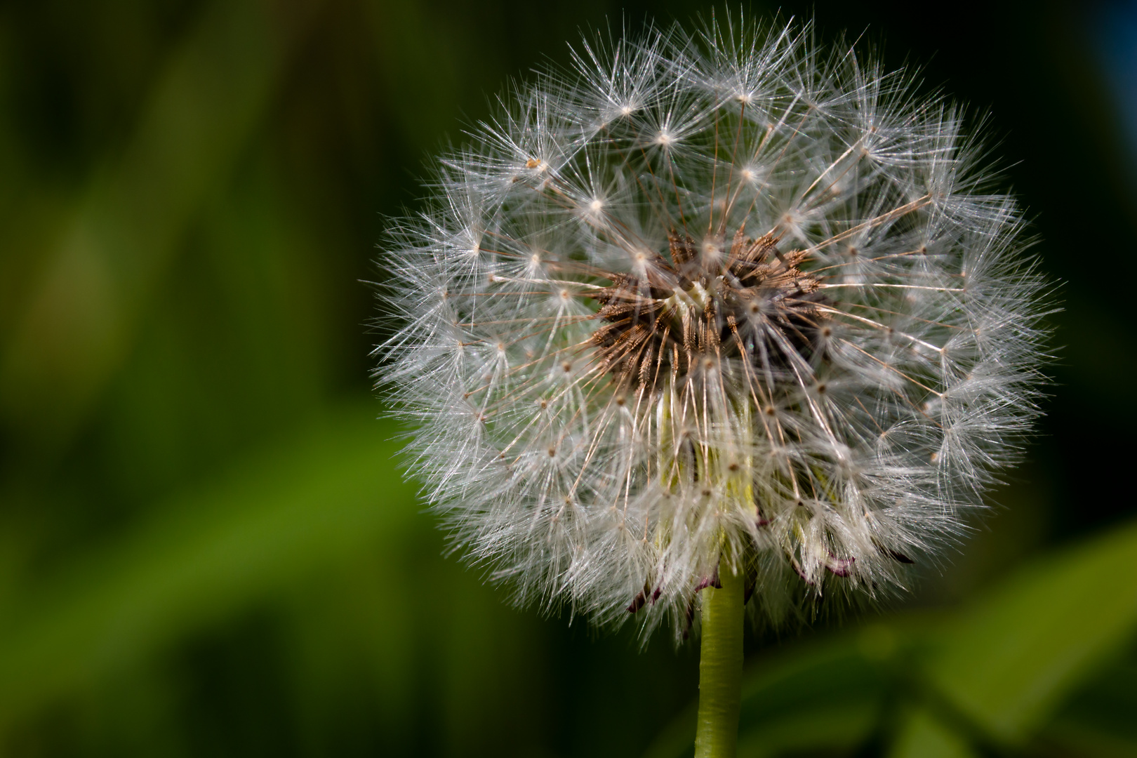 Pusteblume