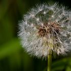 Pusteblume