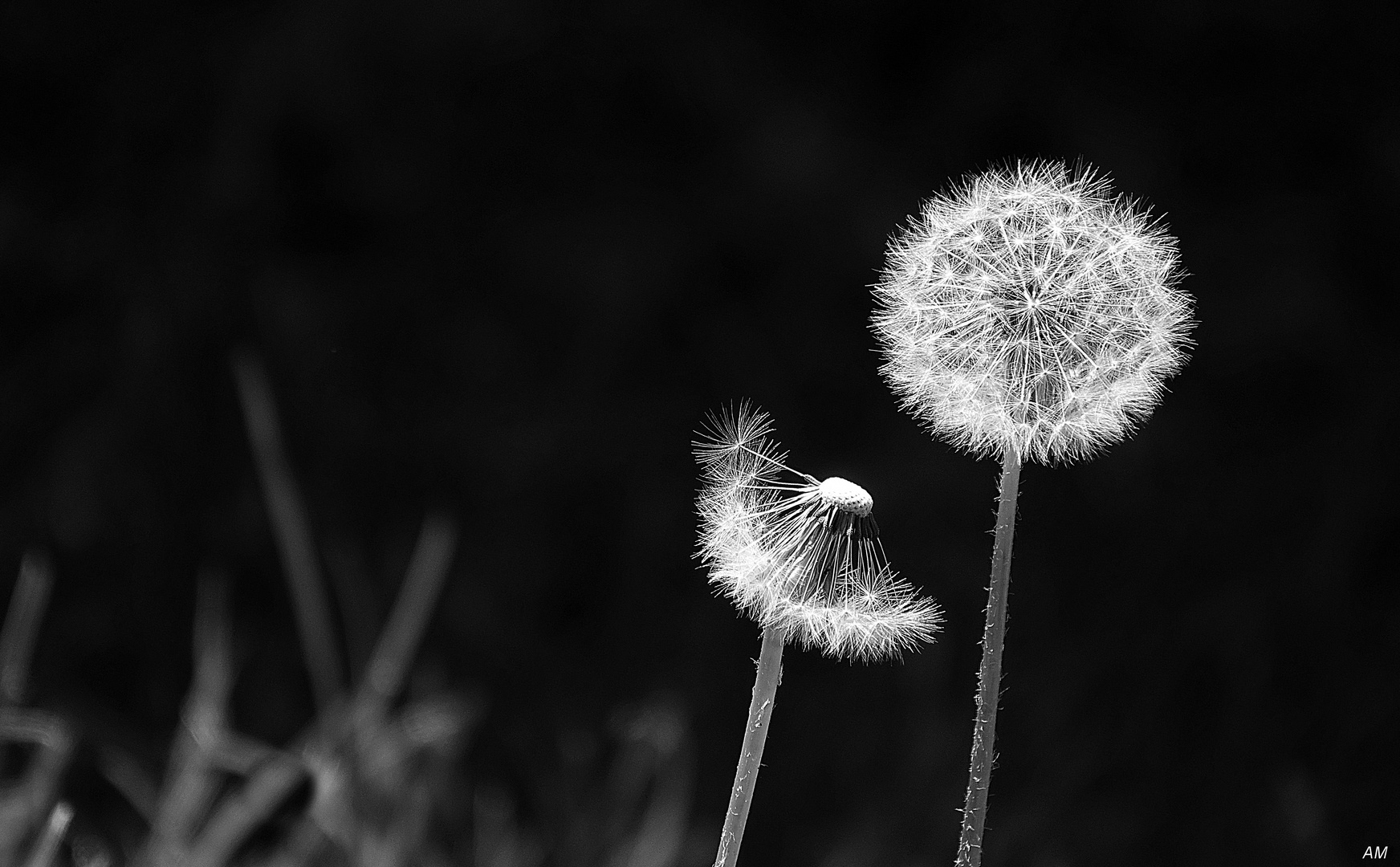 Pusteblume