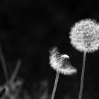 Pusteblume