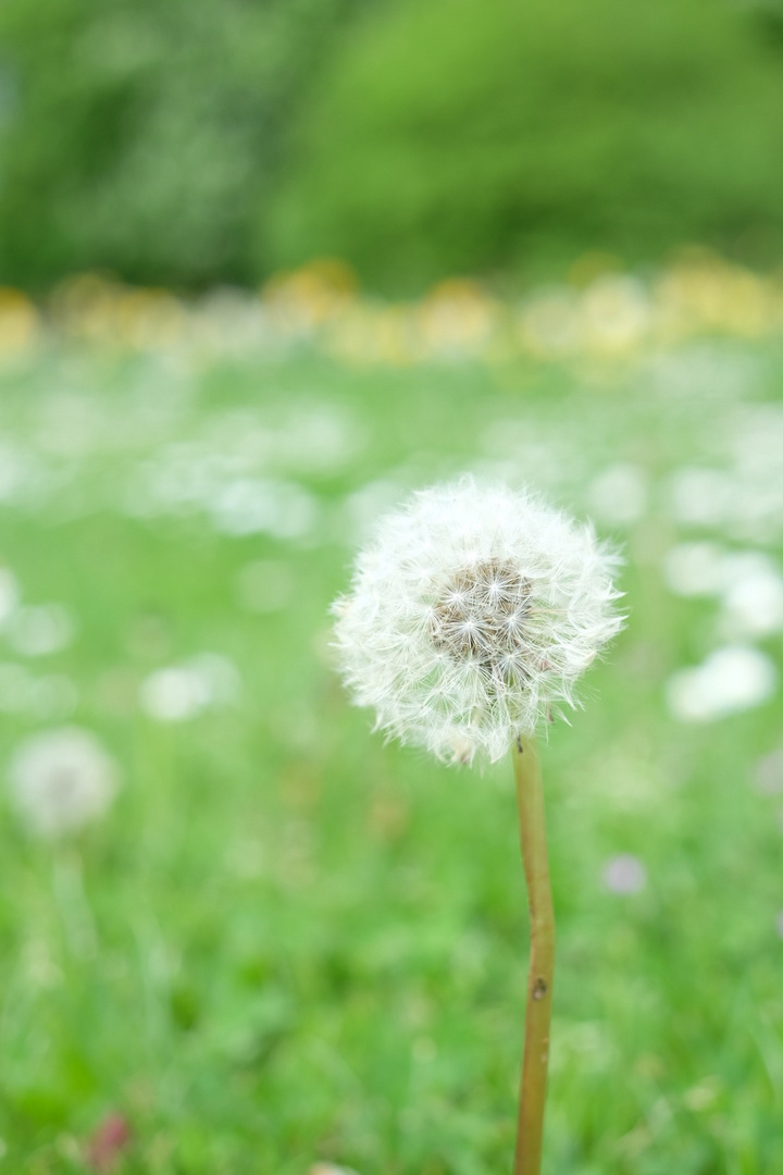 Pusteblume 