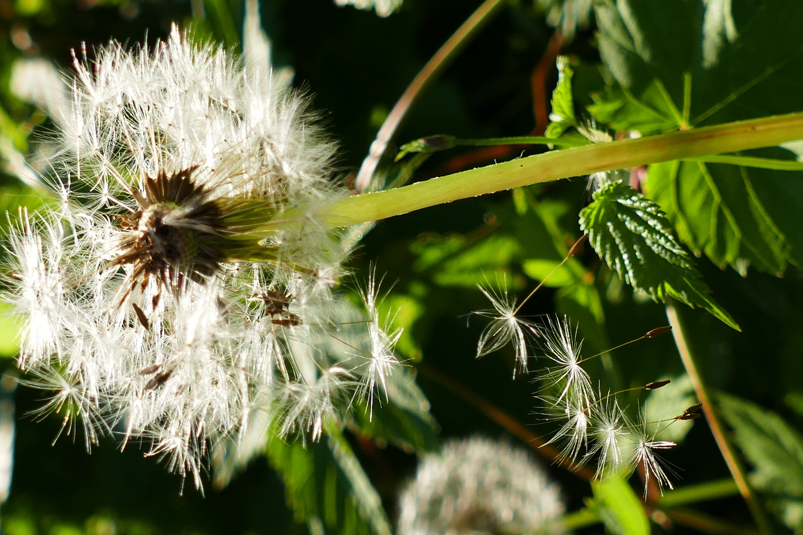 Pusteblume 