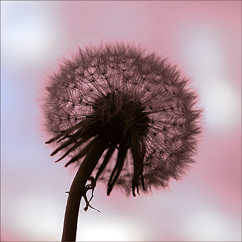 Pusteblume